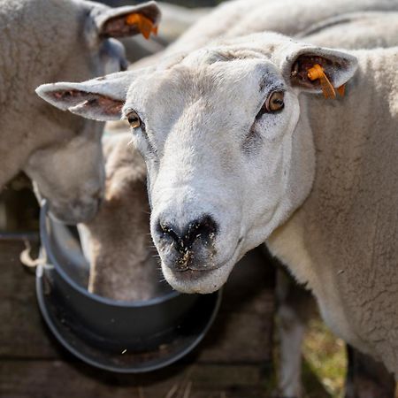 Geetkotmolenhoeve Lochristi Buitenkant foto