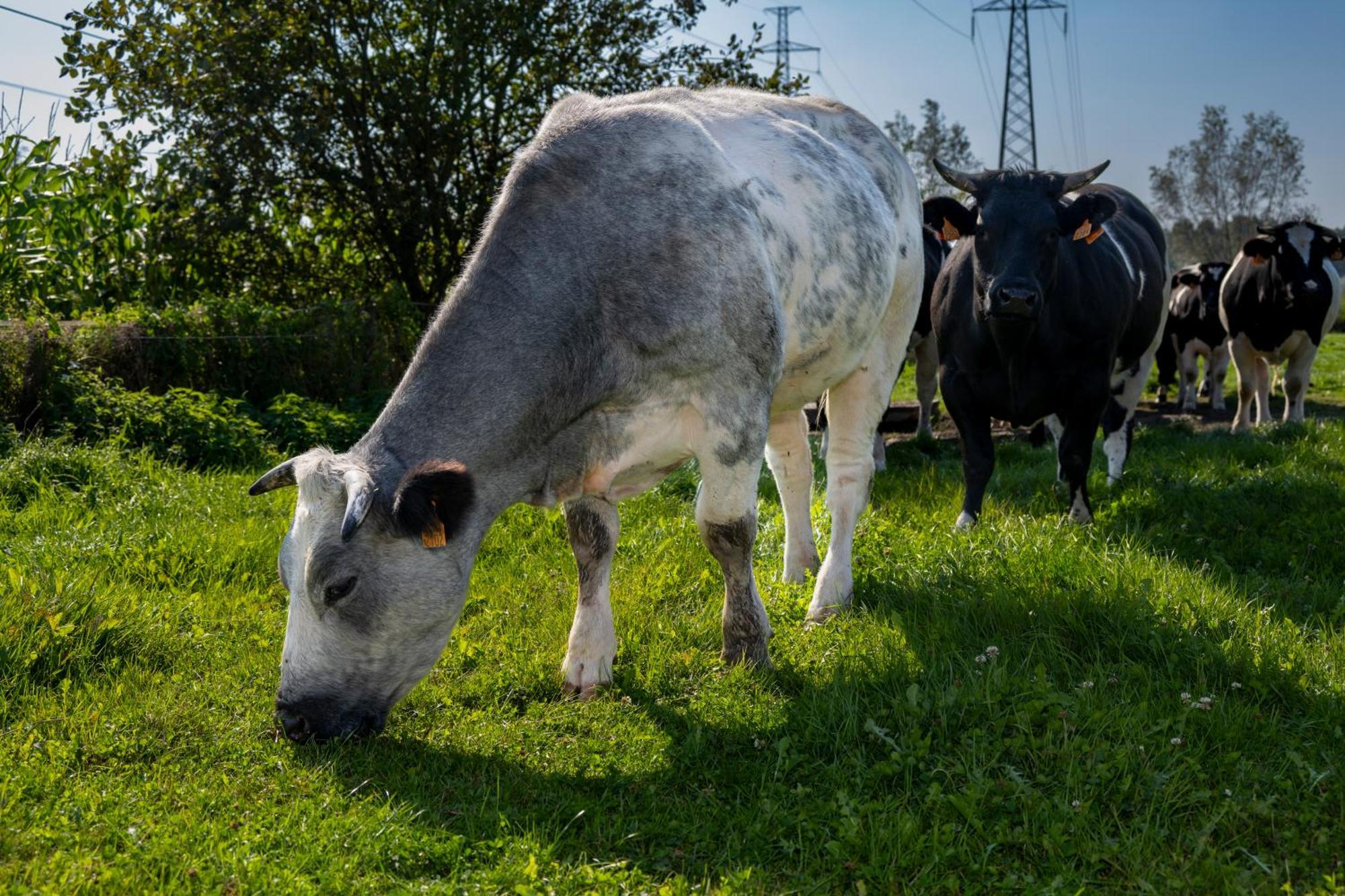 Geetkotmolenhoeve Lochristi Buitenkant foto